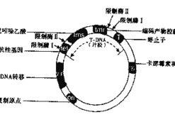 关于质粒转化 ,关于质粒转化